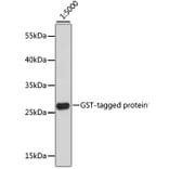 Western Blot - Anti-GST Tag Antibody [AMC0513] (HRP) (A93169) - Antibodies.com
