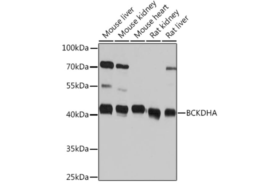 Western Blot - Anti-BCKDHA Antibody (A93179) - Antibodies.com