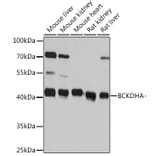 Western Blot - Anti-BCKDHA Antibody (A93179) - Antibodies.com
