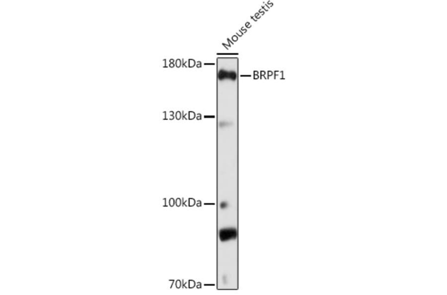 Western Blot - Anti-Peregrin/BRPF1 Antibody (A93180) - Antibodies.com