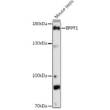 Western Blot - Anti-Peregrin/BRPF1 Antibody (A93180) - Antibodies.com