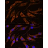 Immunofluorescence - Anti-Peregrin/BRPF1 Antibody (A93180) - Antibodies.com