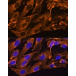 Immunofluorescence - Anti-Peregrin/BRPF1 Antibody (A93180) - Antibodies.com