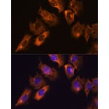 Immunofluorescence - Anti-CAMKV Antibody (A93184) - Antibodies.com