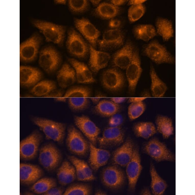 Immunofluorescence - Anti-CAMKV Antibody (A93184) - Antibodies.com