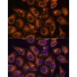 Immunofluorescence - Anti-CAMKV Antibody (A93184) - Antibodies.com