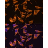 Immunofluorescence - Anti-CAMKV Antibody (A93184) - Antibodies.com