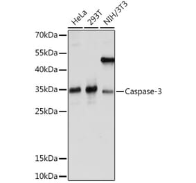 Western Blot - Anti-Caspase-3 Antibody (A93186) - Antibodies.com