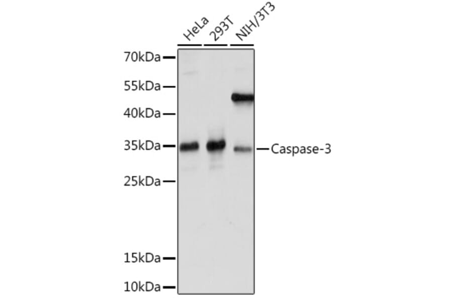 Western Blot - Anti-Caspase-3 Antibody (A93186) - Antibodies.com