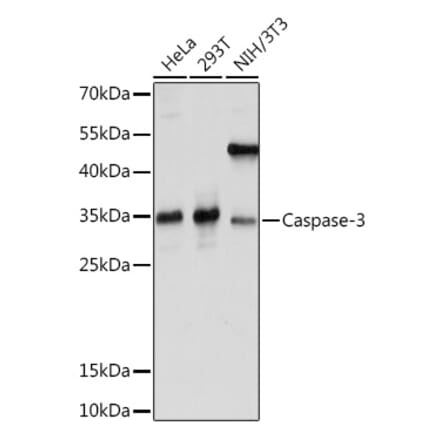 Western Blot - Anti-Caspase-3 Antibody (A93186) - Antibodies.com