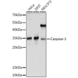 Western Blot - Anti-Caspase-3 Antibody (A93186) - Antibodies.com