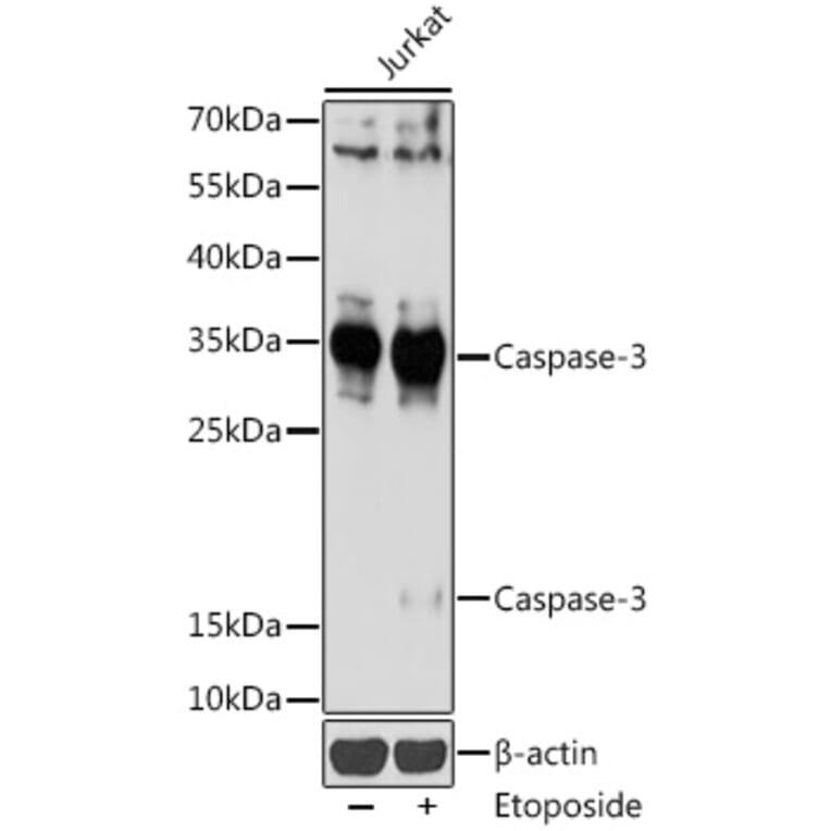 Western Blot - Anti-Caspase-3 Antibody (A93186) - Antibodies.com