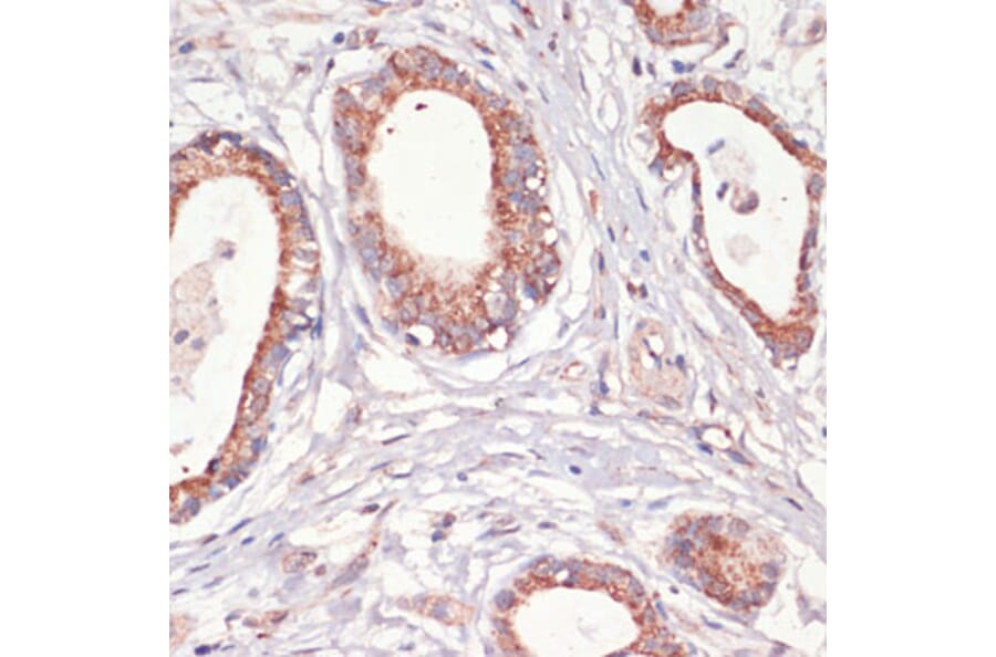 Immunohistochemistry - Anti-Caspase-3 Antibody (A93186) - Antibodies.com