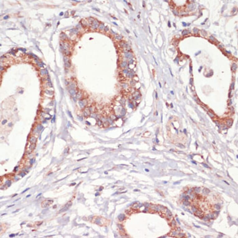 Immunohistochemistry - Anti-Caspase-3 Antibody (A93186) - Antibodies.com