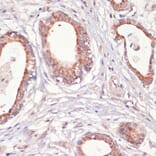 Immunohistochemistry - Anti-Caspase-3 Antibody (A93186) - Antibodies.com