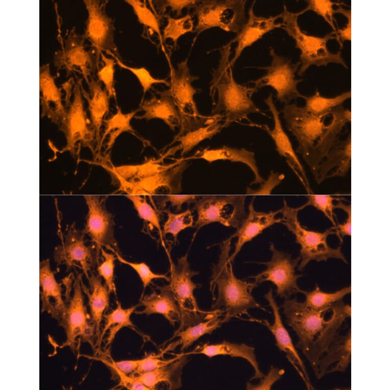 Immunofluorescence - Anti-Caspase-3 Antibody (A93186) - Antibodies.com