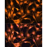 Immunofluorescence - Anti-Caspase-3 Antibody (A93186) - Antibodies.com