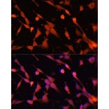 Immunofluorescence - Anti-Caspase-3 Antibody (A93186) - Antibodies.com