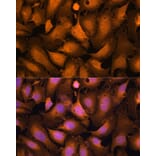 Immunofluorescence - Anti-Caspase-3 Antibody (A93186) - Antibodies.com