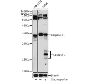 Western Blot - Anti-Caspase-3 Antibody (A93187) - Antibodies.com