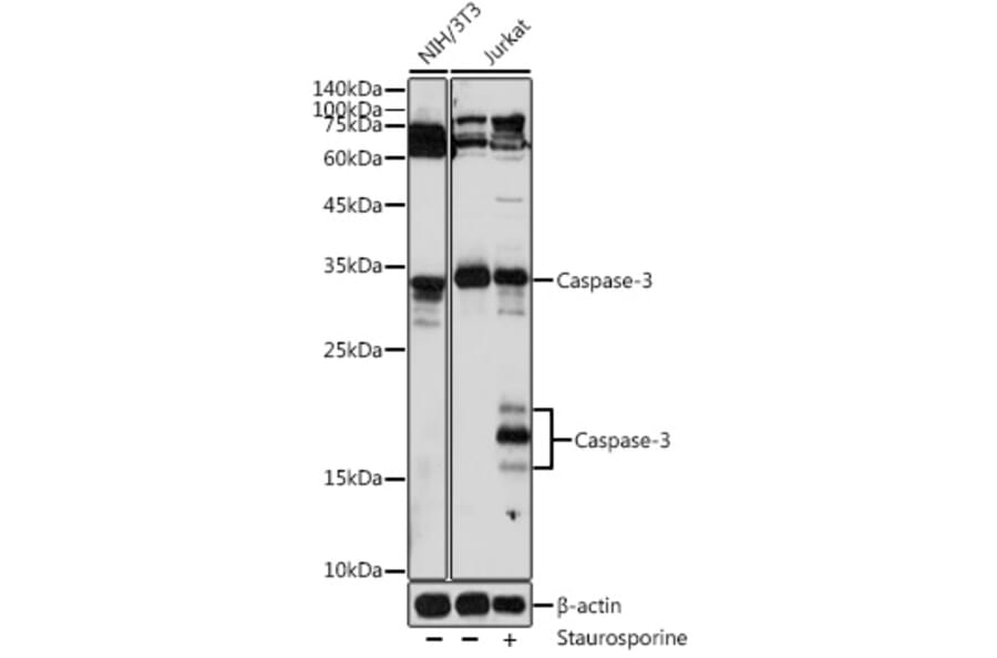 Western Blot - Anti-Caspase-3 Antibody (A93187) - Antibodies.com