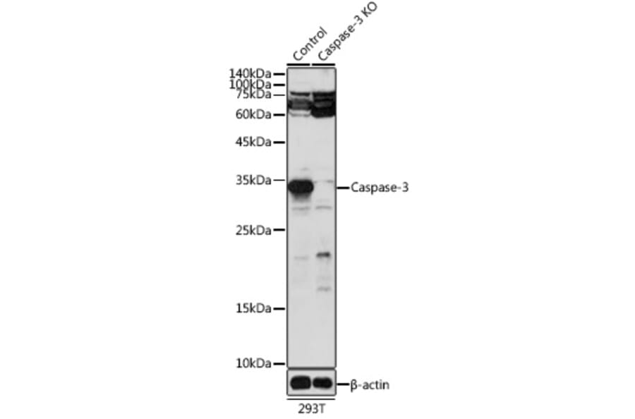 Western Blot - Anti-Caspase-3 Antibody (A93187) - Antibodies.com