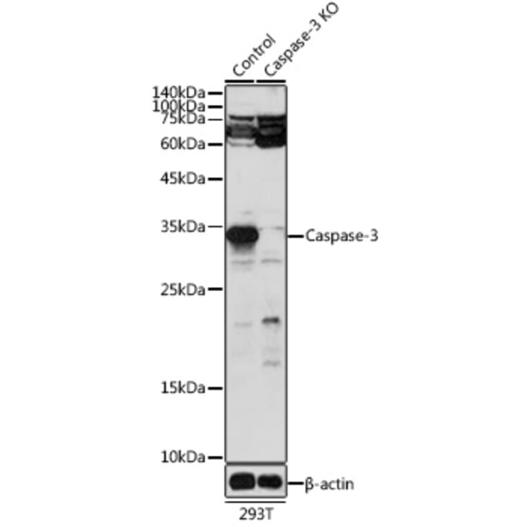 Western Blot - Anti-Caspase-3 Antibody (A93187) - Antibodies.com