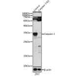 Western Blot - Anti-Caspase-3 Antibody (A93187) - Antibodies.com