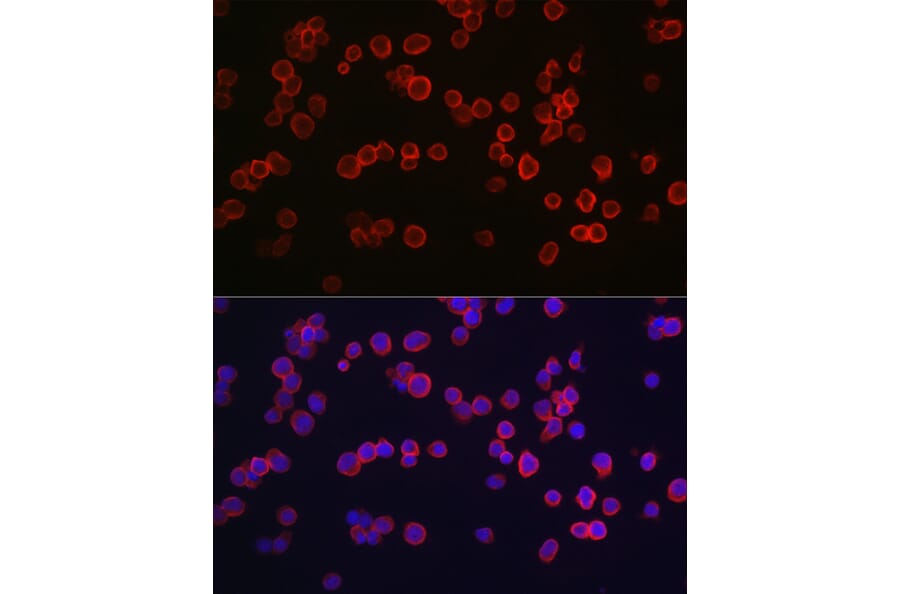 Immunofluorescence - Anti-Caspase-3 Antibody (A93187) - Antibodies.com