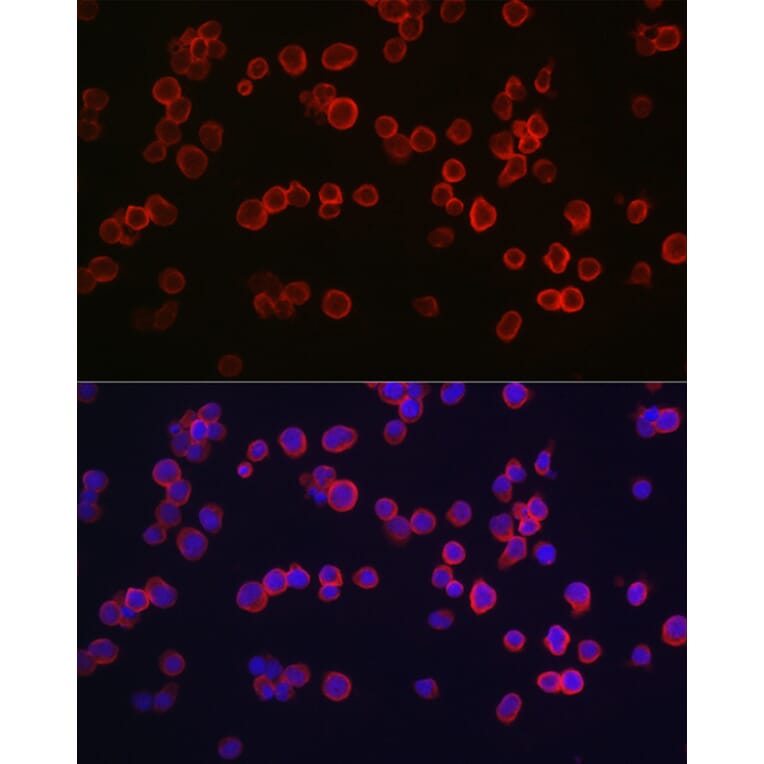 Immunofluorescence - Anti-Caspase-3 Antibody (A93187) - Antibodies.com