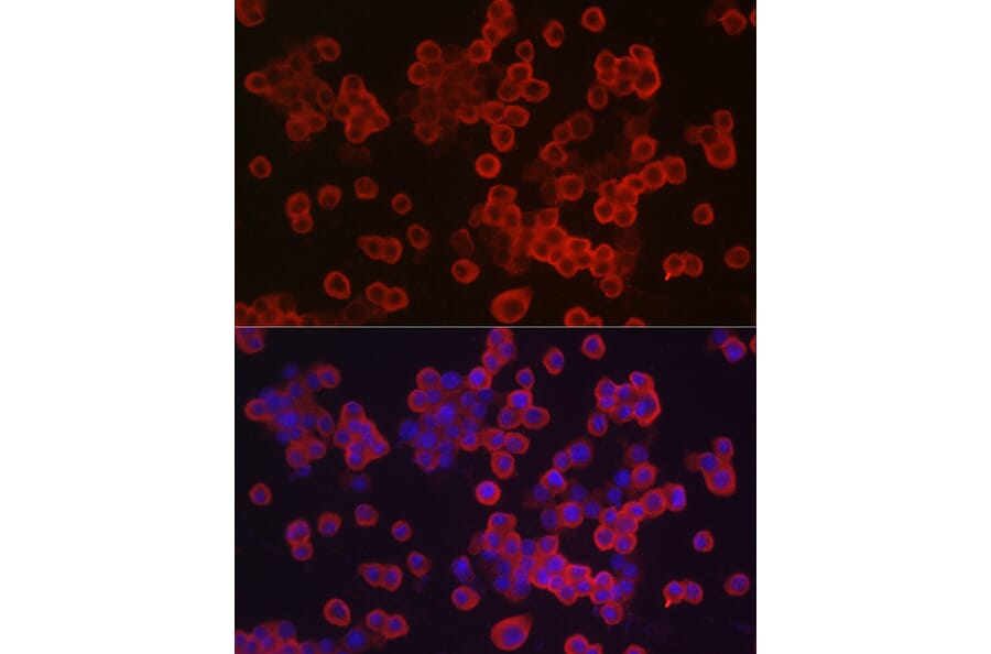 Immunofluorescence - Anti-Caspase-3 Antibody (A93187) - Antibodies.com