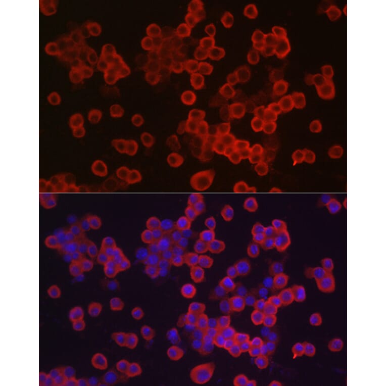 Immunofluorescence - Anti-Caspase-3 Antibody (A93187) - Antibodies.com