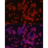 Immunofluorescence - Anti-Caspase-3 Antibody (A93187) - Antibodies.com