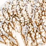 Immunohistochemistry - Anti-CDX2 Antibody (A93194) - Antibodies.com