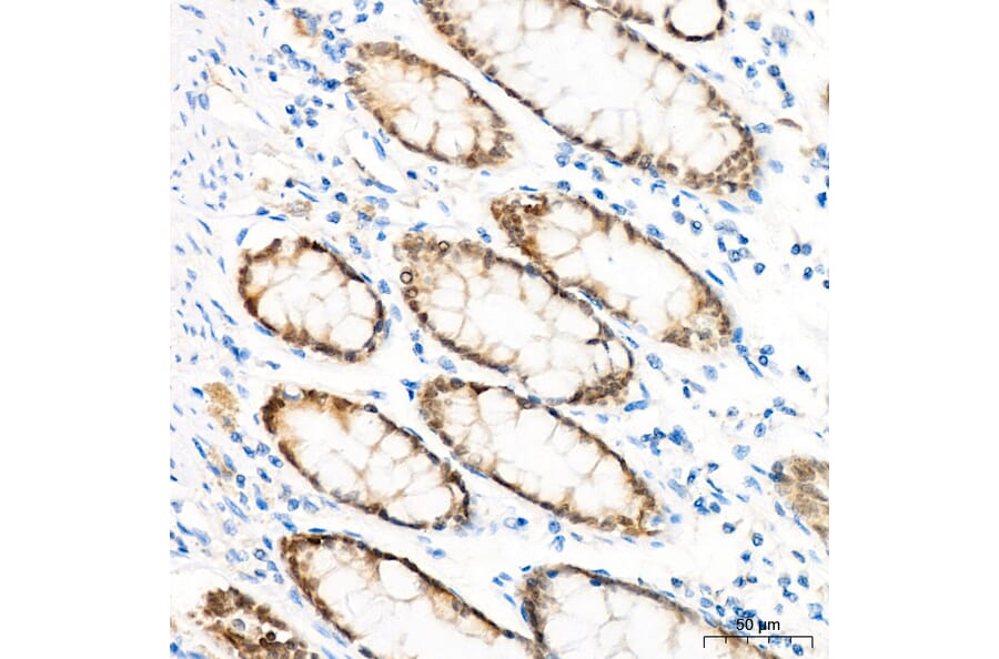 Immunohistochemistry - Anti-CDX2 Antibody (A93194) - Antibodies.com