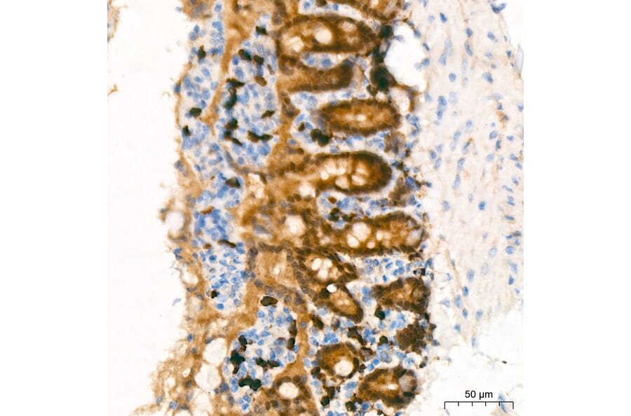 Immunohistochemistry - Anti-CDX2 Antibody (A93194) - Antibodies.com