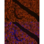 Immunofluorescence - Anti-CELA2A Antibody (A93195) - Antibodies.com