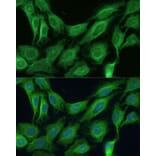 Immunofluorescence - Anti-CNNM1 Antibody (A93198) - Antibodies.com