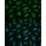 Immunofluorescence - Anti-CNNM1 Antibody (A93198) - Antibodies.com