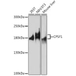 Western Blot - Anti-CPSF1 Antibody (A93199) - Antibodies.com