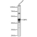 Western Blot - Anti-CtBP1 Antibody (A93203) - Antibodies.com