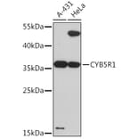 Western Blot - Anti-CYB5R1 Antibody (A93204) - Antibodies.com