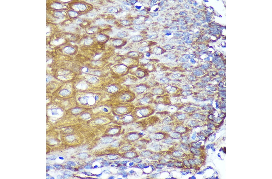 Immunohistochemistry - Anti-CYB5R1 Antibody (A93204) - Antibodies.com