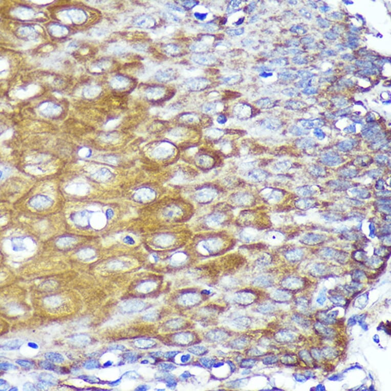 Immunohistochemistry - Anti-CYB5R1 Antibody (A93204) - Antibodies.com