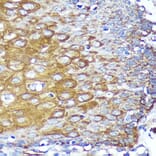 Immunohistochemistry - Anti-CYB5R1 Antibody (A93204) - Antibodies.com