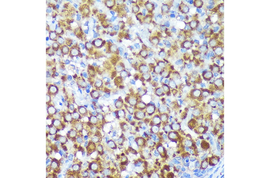 Immunohistochemistry - Anti-CYB5R1 Antibody (A93204) - Antibodies.com