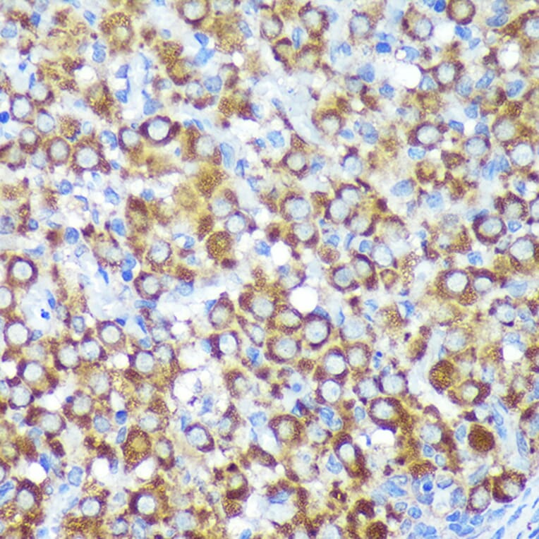 Immunohistochemistry - Anti-CYB5R1 Antibody (A93204) - Antibodies.com