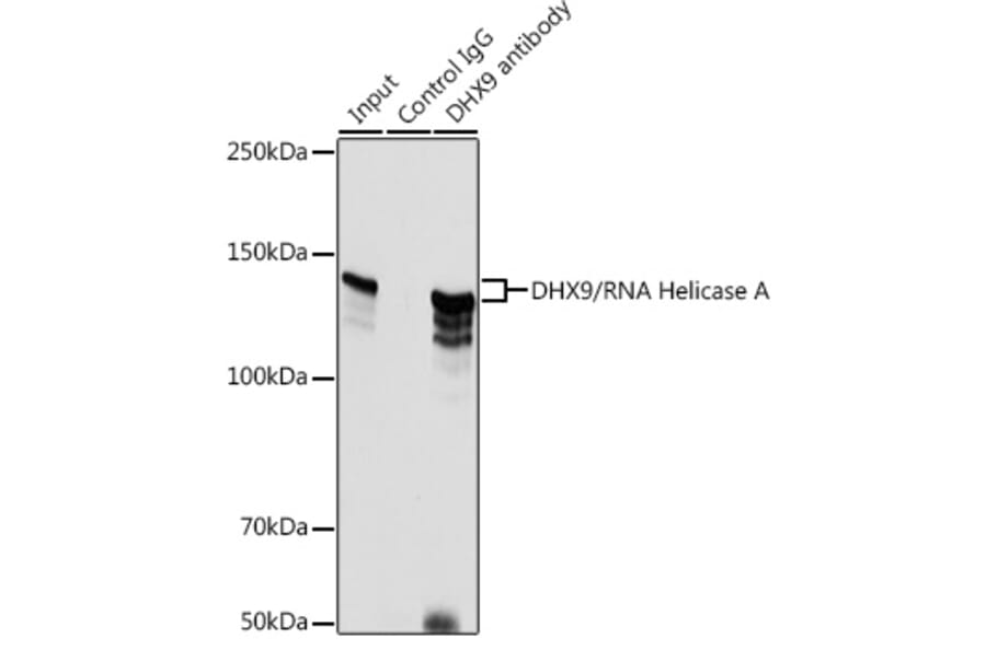 Western Blot - Anti-RNA Helicase A Antibody (A93209) - Antibodies.com