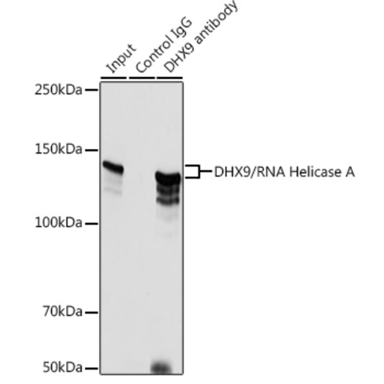 Western Blot - Anti-RNA Helicase A Antibody (A93209) - Antibodies.com