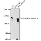 Western Blot - Anti-RNA Helicase A Antibody (A93209) - Antibodies.com